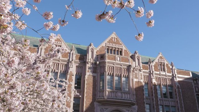 Cherry Blossom Flowers and Historic Building on College Campus