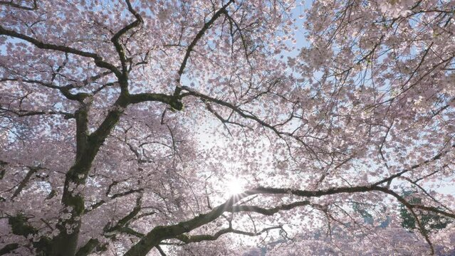 Cinematic Japanese Cherry Blossom Tree Background