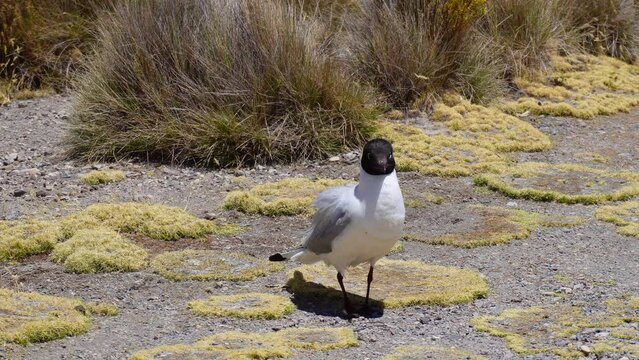 BIRDS IN CHUNGARA LAKE, PUTRE, CHILE