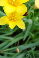 てんとう虫と花