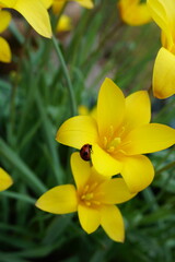 てんとう虫と花