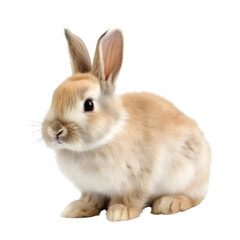 Obraz premium rabbit isolated on transparent background