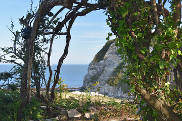 tree arch on a cliff edge, Whitecliff Isle of Wight 