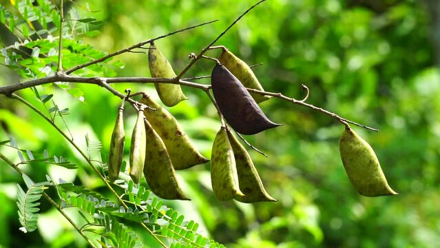 Biancaea sappan (Caesalpinia sappan L., sappanwood, secang, sepang, Indian redwood) with natural background. This plant in Indonesia is used as drink and herbal medicine.