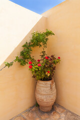 Traditional for Greek island of Crete, decoration of courtyards and cobbled stone streets with clay flower pots with bushes of red fragrant roses. Beautiful cityscape. Floral background. Summer travel