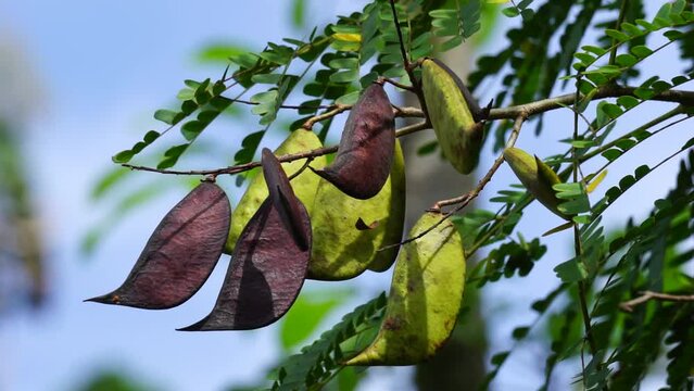 Biancaea sappan (Caesalpinia sappan L., sappanwood, secang, sepang, Indian redwood) with natural background. This plant in Indonesia is used as drink and herbal medicine.