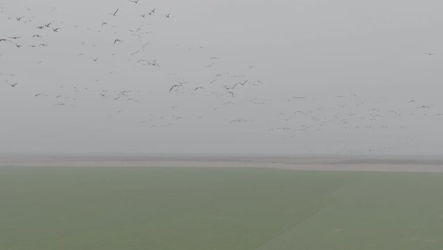 Flock of geese in flying, Branta ruficollis. Flight with wild birds, with sound. Beautiful birds during the migration. Wildlife birdwatching. Slow motion 120 fps video, ProRes, 10 bit, ungraded D-LOG