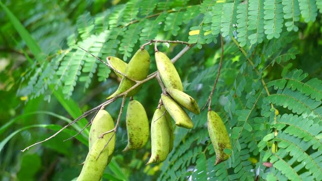Biancaea sappan (Caesalpinia sappan L., sappanwood, secang, sepang, Indian redwood) with natural background. This plant in Indonesia is used as drink and herbal medicine.