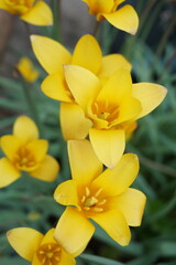 Fototapeta na wymiar 黄色い花