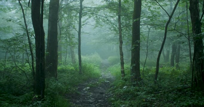 Hiking path in lush forest