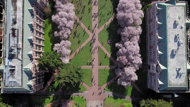 Drone Top View of UW Quad with Cherry Blossoms in Bloom