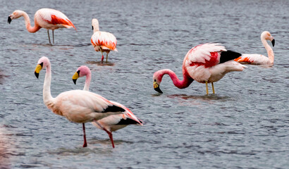 Flamingos in a shallow lake in Bolivia.