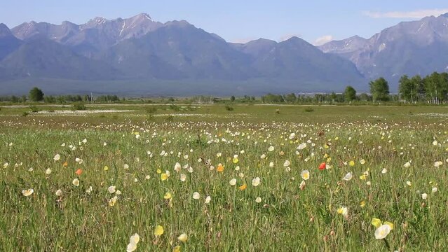 Scenic spring landscape with a green meadow with blooming poppies and wild anemone flowers against the backdrop of the mountain peaks of the Eastern Sayan Mountains. Tunka Valley, Arshan, Buryatia