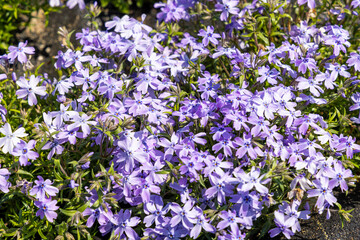 芝桜（オーキントンブルー）