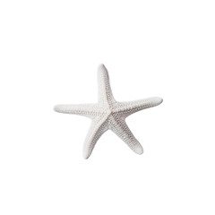Fototapeta premium White starfish isolated over a transparent background, top view