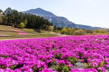 羊山公園の芝桜
