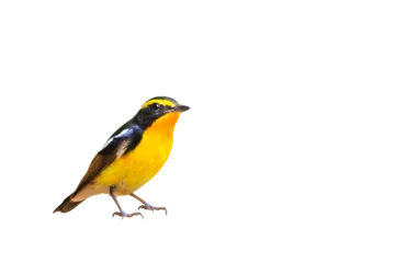 Foto op Canvas Beautiful narcissus flycatcher bird perched on a branch isolated on transparent background png file © Passakorn