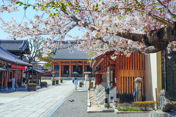 桜と壬生寺 京都府 日本