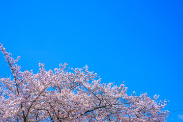 桜と青空