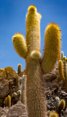 Cactuses line a hilly outcrop on the Bolivian Salt Flat in Uyuni.