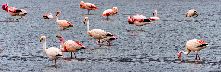 Flamingos in a shallow lake in Bolivia.