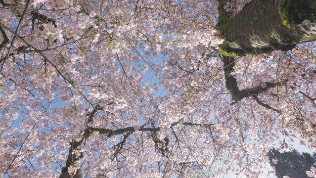 Rotating Camera Through Cherry Blossom Tree Creating Spinning Background
