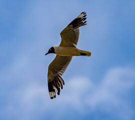 Franklin's Gull Bird flies overhead, about to land among flock of flamingos in Bolivia.
