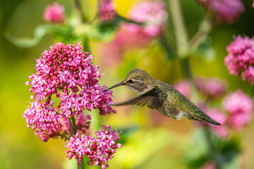 Hummingbird drinks nectar from 
Red Valerian (Centranthus Ruber) flower. 