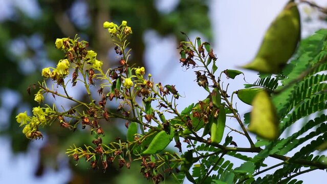 Biancaea sappan (Caesalpinia sappan L., sappanwood, secang, sepang, Indian redwood) with natural background. This plant in Indonesia is used as drink and herbal medicine.