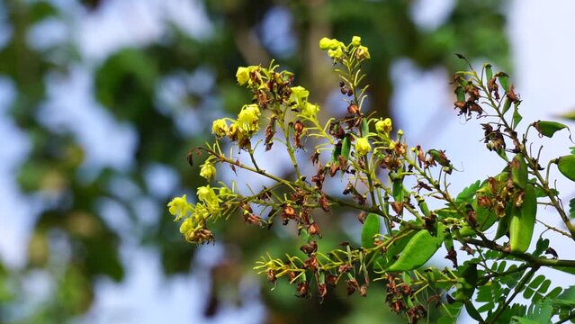 Biancaea sappan (Caesalpinia sappan L., sappanwood, secang, sepang, Indian redwood) with natural background. This plant in Indonesia is used as drink and herbal medicine.