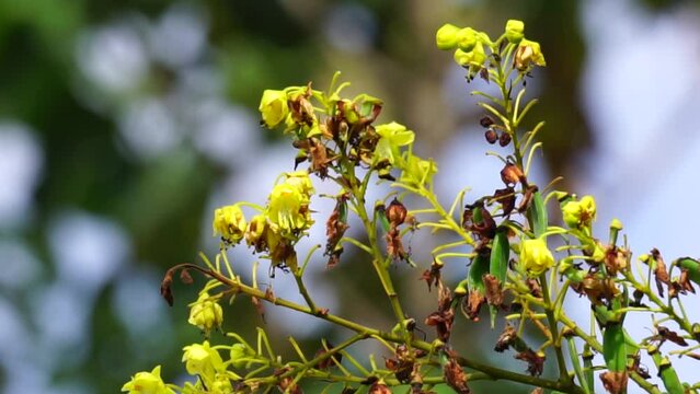 Biancaea sappan (Caesalpinia sappan L., sappanwood, secang, sepang, Indian redwood) with natural background. This plant in Indonesia is used as drink and herbal medicine.