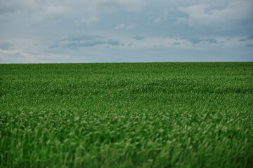 green field with tall grass in rainy weather with cloudy sky