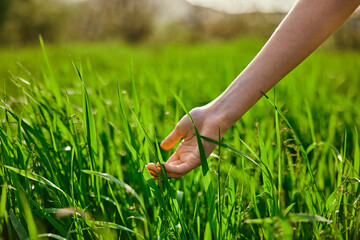  hand in the green grass, summer, dew 