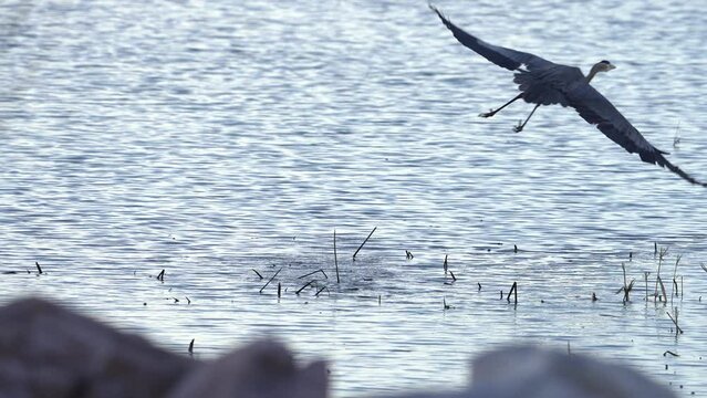 Great Blue Heron being chased by another as they fly over the lake making a getaway.