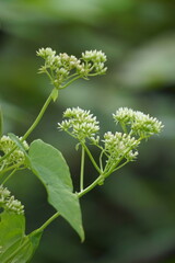 Fototapeta premium Mikania micrantha (also called Asteraceae, bitter vine, climbing hemp vine, American rope, mile-a-minute vine, Japani lota) with a natural background