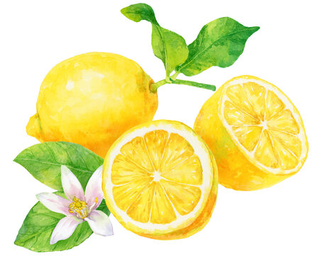 水彩画イラスト　3つのレモンとレモンの葉と花