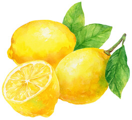 水彩画イラスト　3つのレモンとレモンの葉