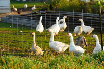 Domestic white geese sit behind a wired fence on farmland.