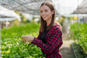 woman Farmer harvesting vegetable from hydroponics farm. Organic fresh vegetable, Farmer working with hydroponic vegetables garden.