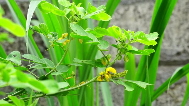 Senna tora (Also called Cassia tora, tora, sickle senna, sickle pod, tora, coffee pod, foetid cassia, senna, sicklepod) in nature. The seeds and leaves are used to treat skin disease
