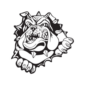 Angry bulldog head vector on white background. Eps10 vector illustration.