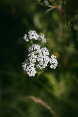 Green Flowers in the forest