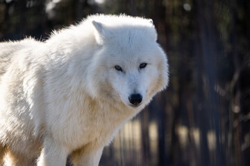 Obraz premium Arctic wolf looking right at me