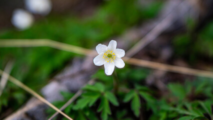 Anemonoides nemorosa in a forest gloomy background
