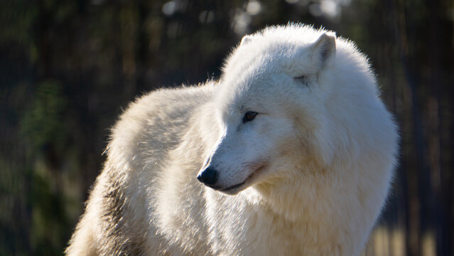 Arctic wolf in the winter sun