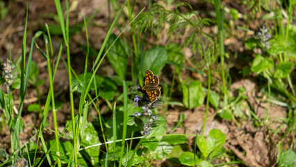 Brown butterfly in the middle of muddy grass