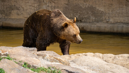 Brown bear from the zoo in Pilsen