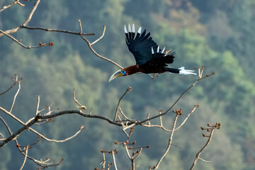 A male rufous-necked hornbill or Aceros nipalensis observed in Latpanchar in West Bengal, India © Mihir Joshi