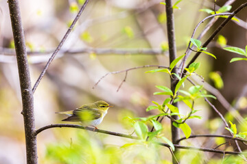 Willow warbler on a lush tree branch