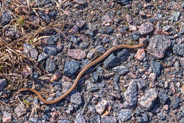 Slow worm crawling on the ground